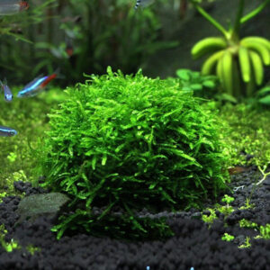 大三角莫斯 Triangular Moss (Vesicularia sp. 'triangle')