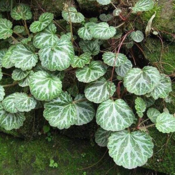 虎耳草 Strawberry Begonia (Saxifraga stolonifera)：圖片 2