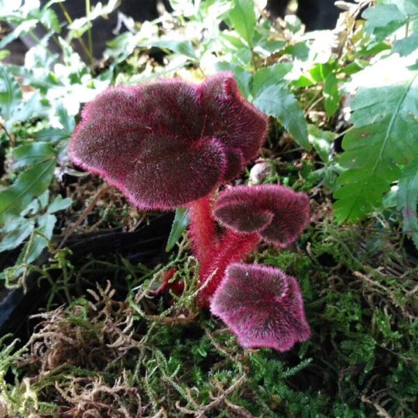 黑红變色秋海棠 Begonia versicolor 'Balck&Red'：圖片 2