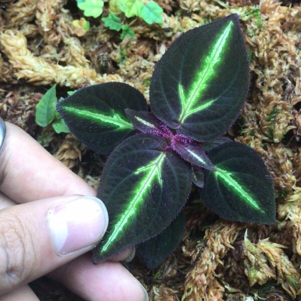 螢光蜂鬥草 Sonerila sp. fluo：圖片 3