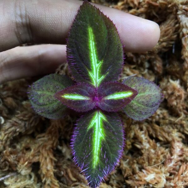 螢光蜂鬥草 Sonerila sp. fluo