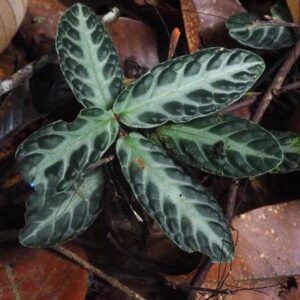 苦苣苔 Gesneriaceae sp. (Borneo)