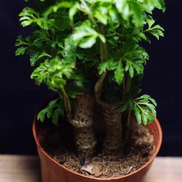 裂葉福祿桐 Ming Aralia (Polyscias fruticosa)：圖片 2