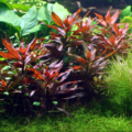 细花丁香蓼 Ludwigia perennis