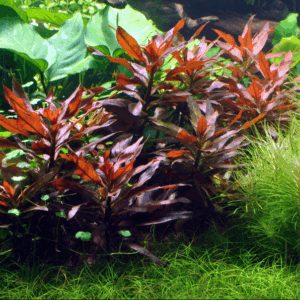 细花丁香蓼 Ludwigia perennis