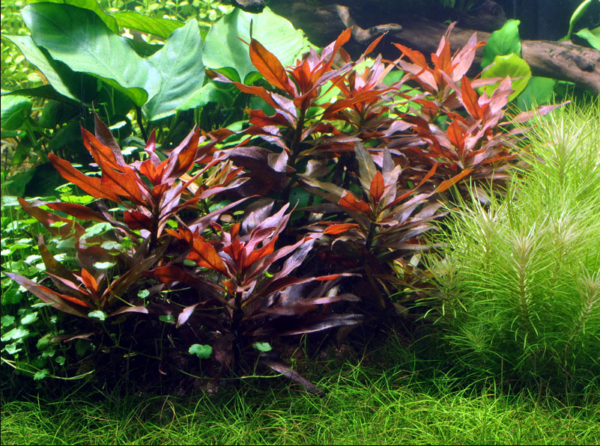 小花水丁香，细花丁香蓼 Ludwigia perennis