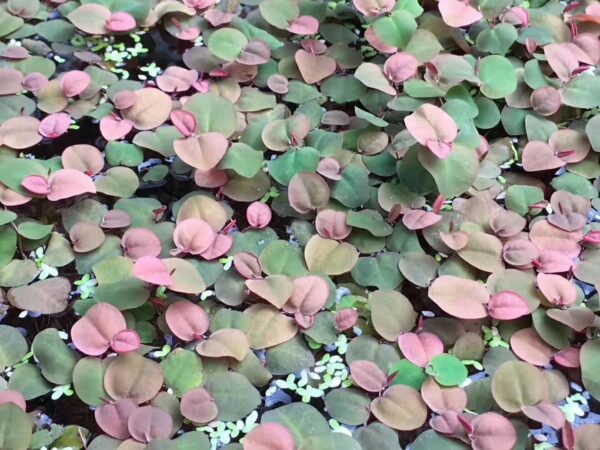 红根浮球, 红浮萍, 红毛丹浮萍  Red Root Floater (Phyllanthus fluitans) (3份包含12 - 18片葉子)：圖片 2