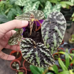 銀河秋海棠 Begonia variabilis
