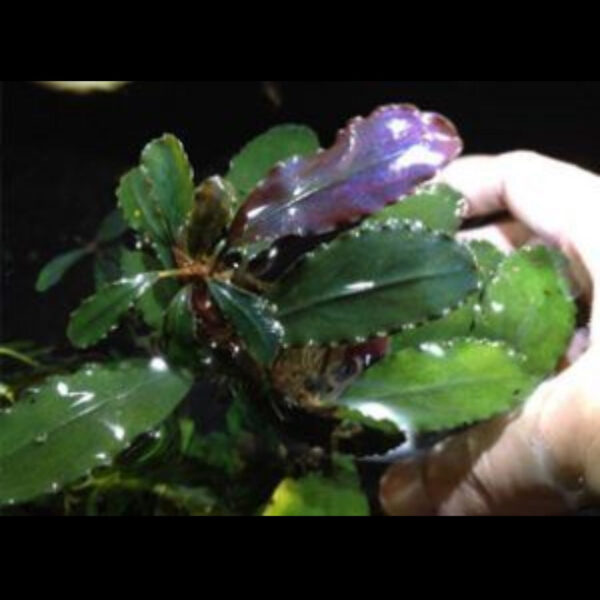 深紫辣椒榕 Bucephalandra sp. "Deep purple"Excellent