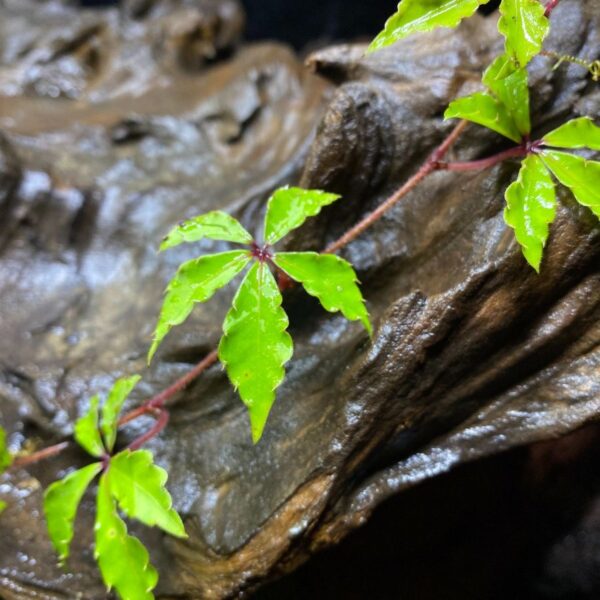 崖爬藤 Tetrastigma obtectum (Wall.) Planch