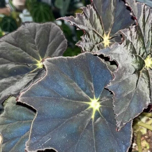 黑霜秋海棠 Begonia 'Black Frost'：圖片 3