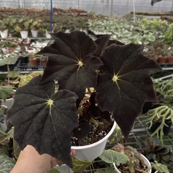 黑霜秋海棠 Begonia 'Black Frost'