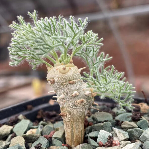 白皮月界 Monsonia peniculina