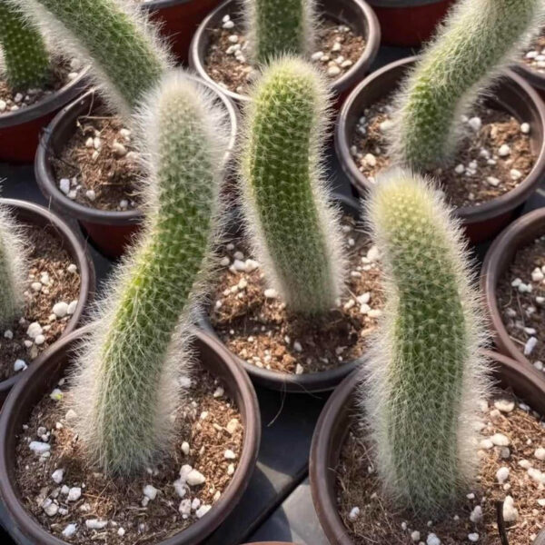 長毛猴尾柱 Monkey Tail Cactus (Cleistocactus winteri 'Colademononis ')