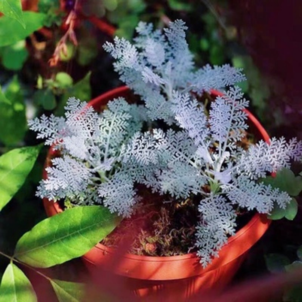 銀葉菊 Senecio cineraria