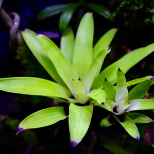 積水鳳梨-白雲 VRIESEA 'White Cloud' (Bromeliad Neoregelia)