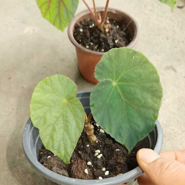 秋海棠 Blue Reflection Begonia (Begonia sp)：圖片 2