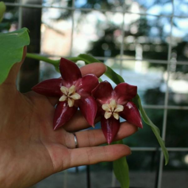 帝王球蘭 Hoya imperialis Red：圖片 3