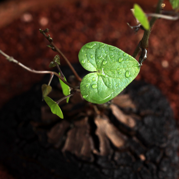 象足龜甲龍 Dioscorea elephantipes (elephant's foot vine)：圖片 3