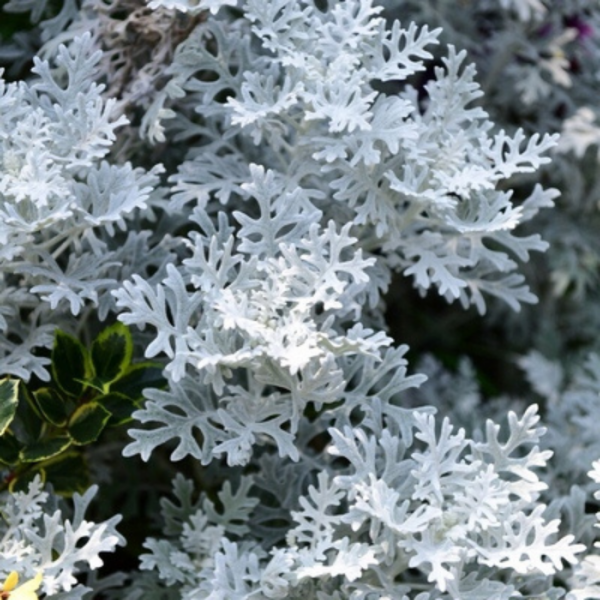 銀葉菊 Senecio cineraria：圖片 2