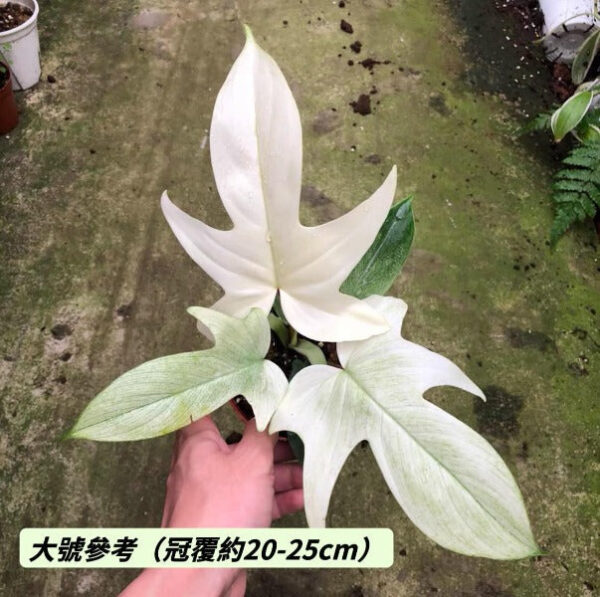 佛羅里達幽靈飛機蔓綠絨 Philodendron 'Florida Ghost'：圖片 2