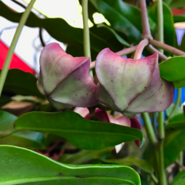 帝王球蘭 Hoya imperialis Red：圖片 4