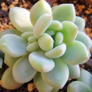 凝脂蓮 Sedum clavatum var.