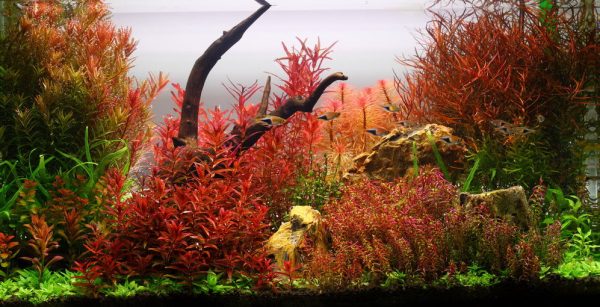 小紅梅Ludwigia arcuata