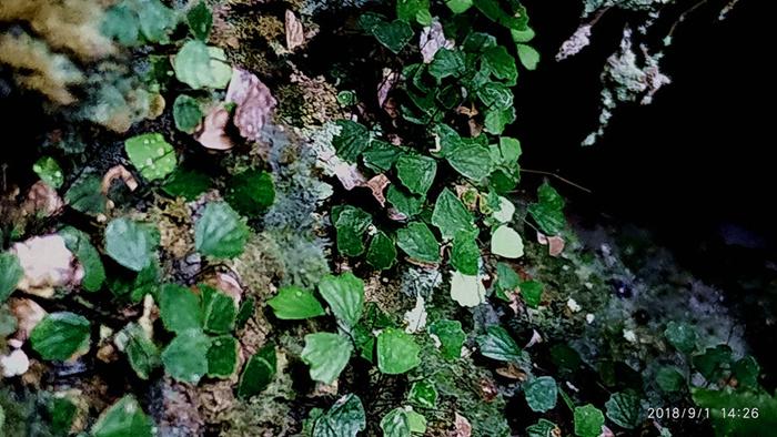 小铁线蕨 Micro Fern (Adiantum mariesii var.)