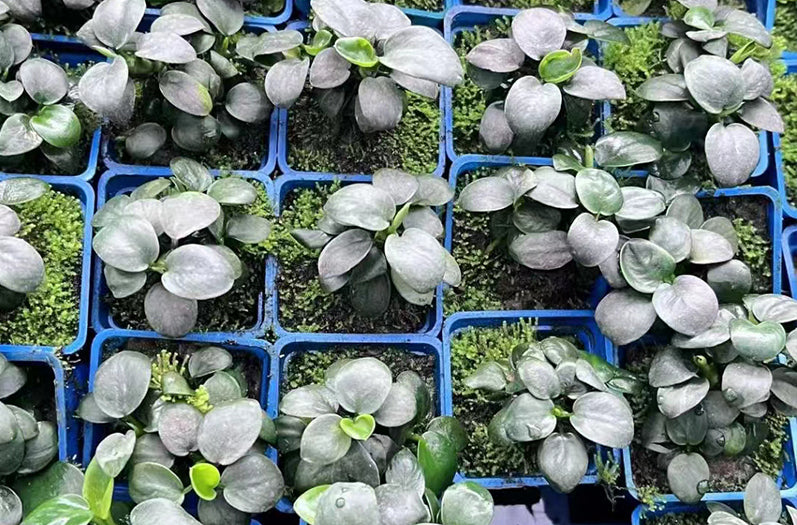 貴妃榕 Anubias barteri var. nana