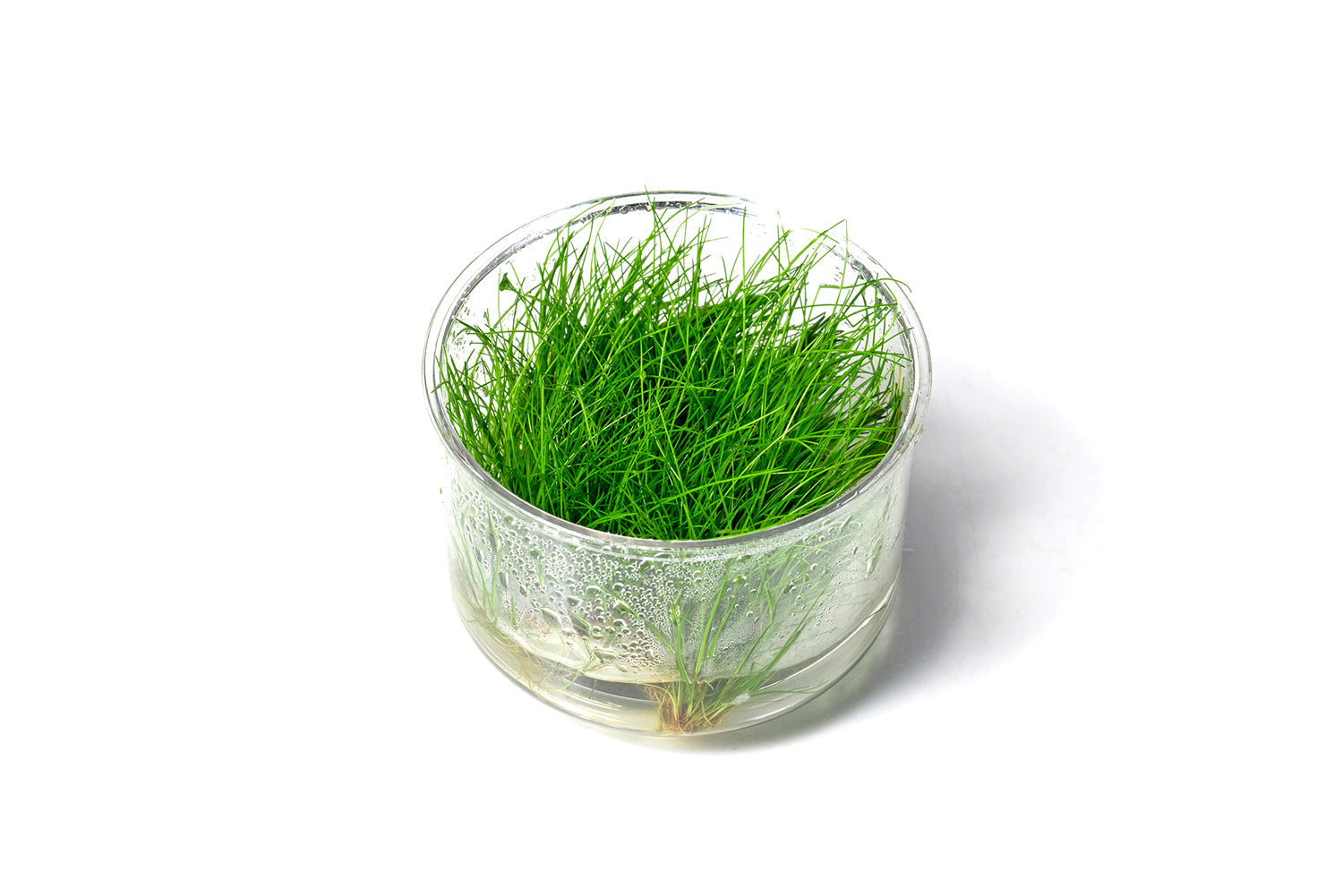 迷你牛毛 Eleocharis yokoscensis(無菌)：圖片 2
