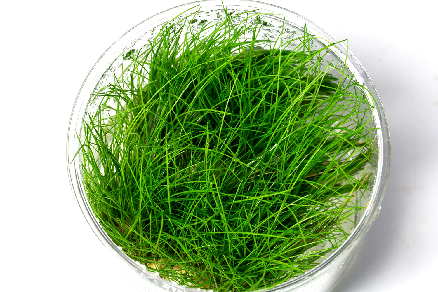 迷你牛毛 Eleocharis yokoscensis(無菌)：圖片 3