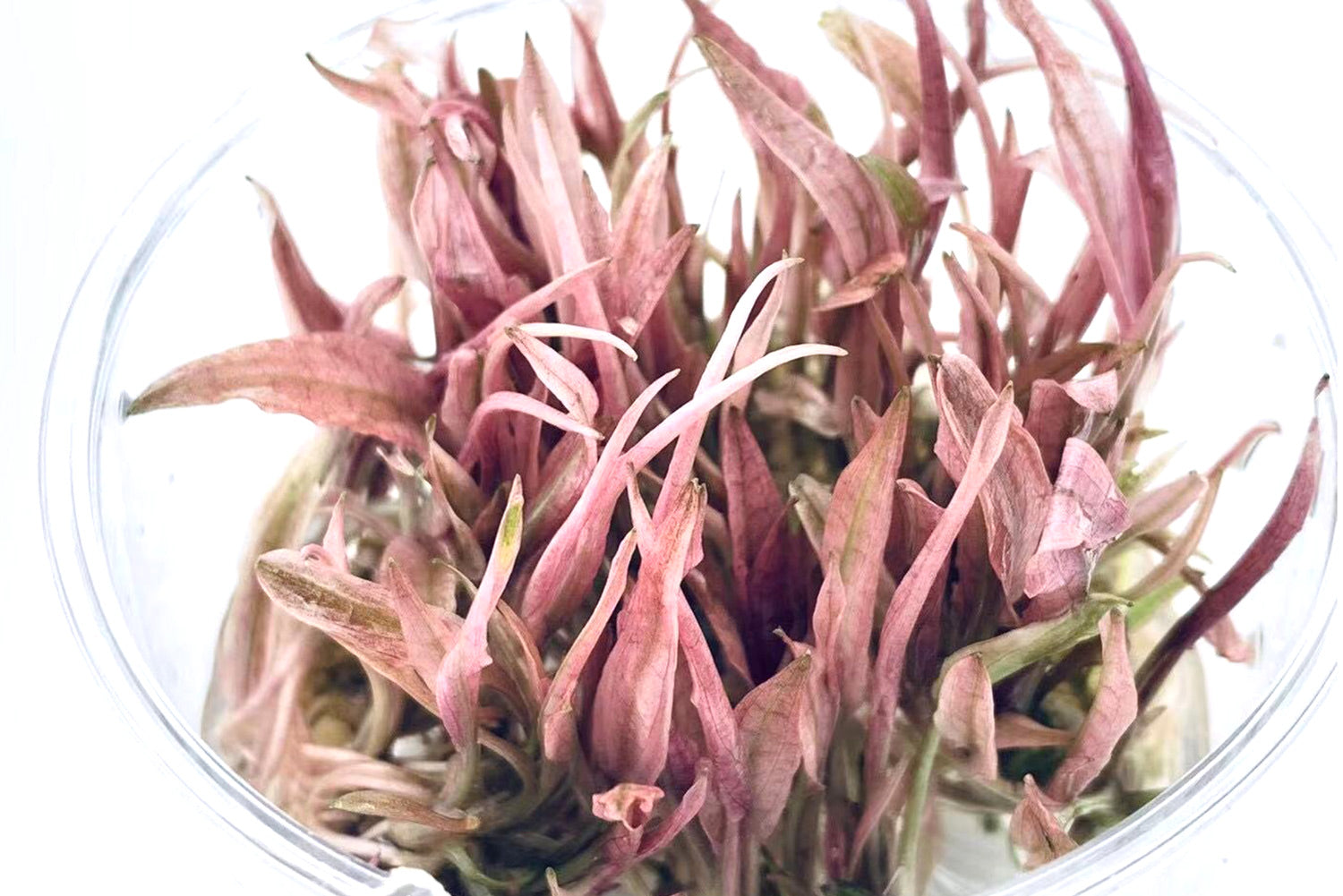 火烈鳥 (無菌):圖片 3
