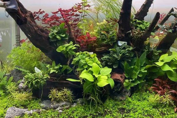 黃金榕Anubias Nana “Golden”