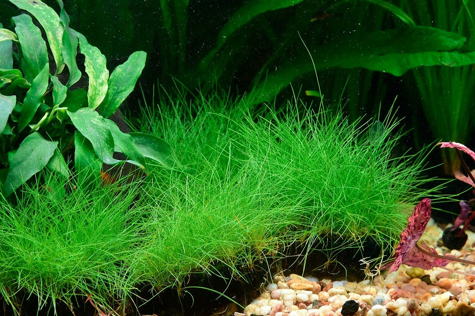 迷你牛毛 Eleocharis yokoscensis