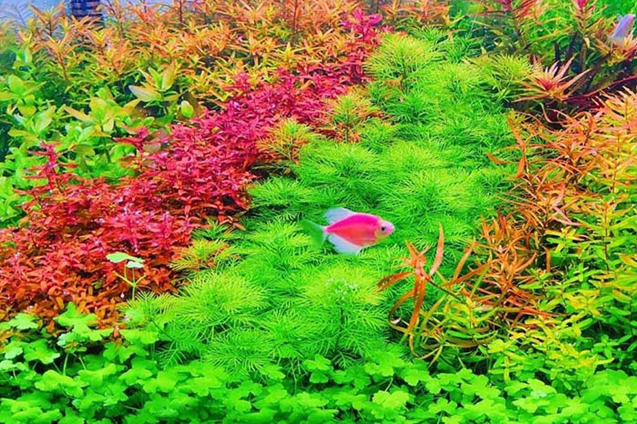 雪花 (無菌)