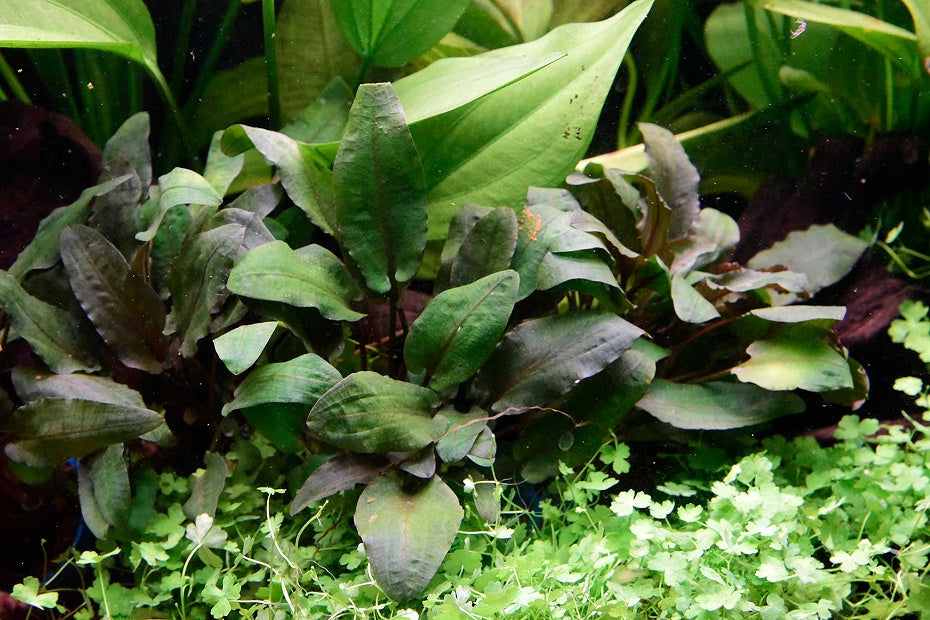 火烈鳥椒草 Cryptocoryne sp. “Flamingo”
