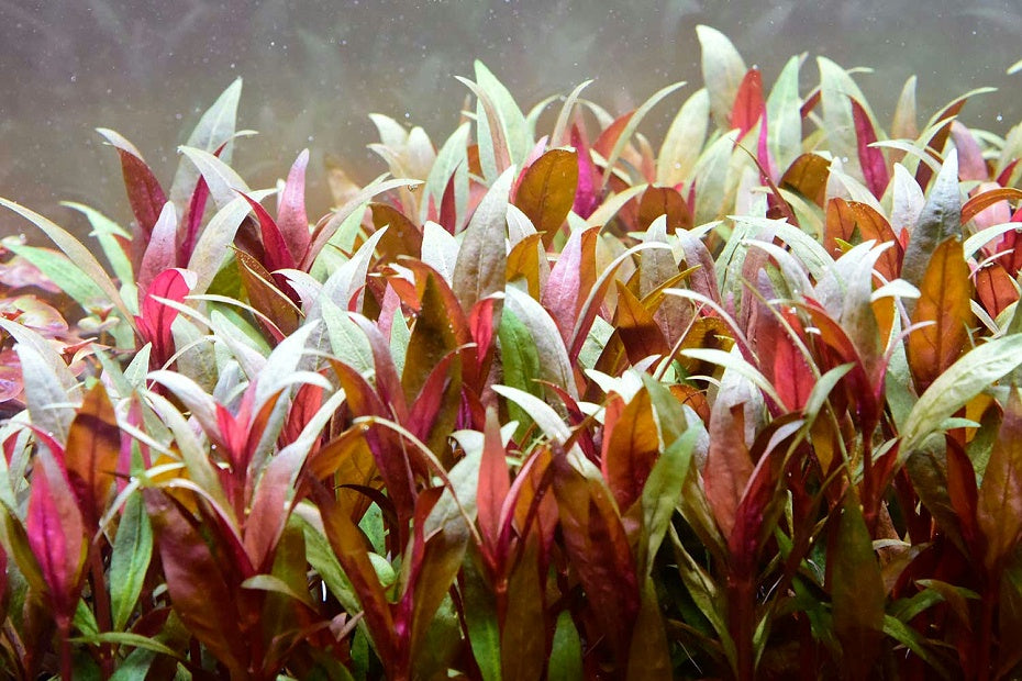 血心蘭 Alternanthera reineckii