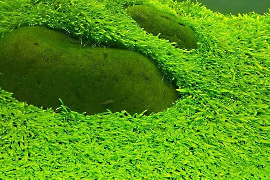 挖耳草 Utricularia bifida L.