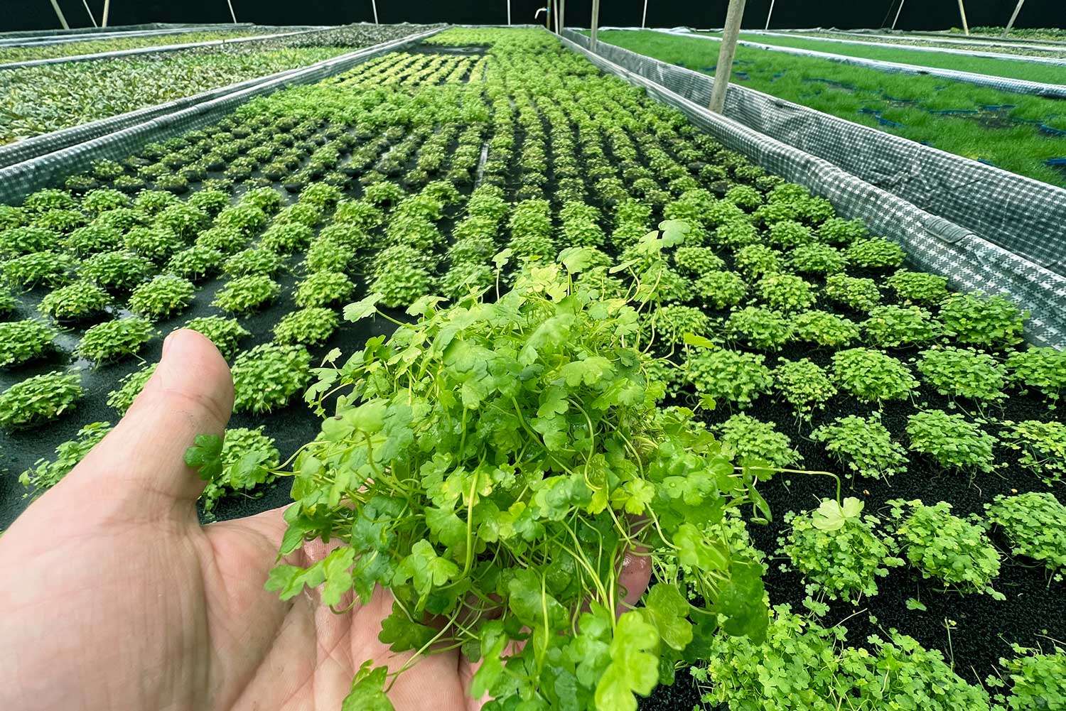 天胡荽：圖片 3