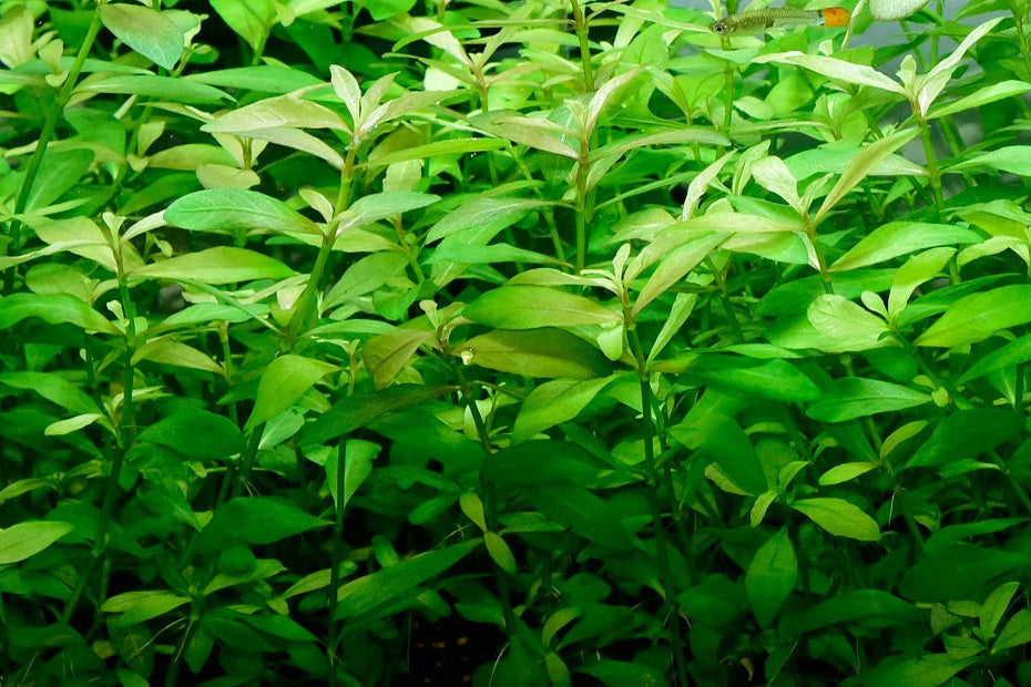 青葉草