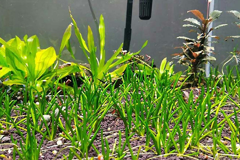 單花海岸草（Littorella uniflora）：圖片 2