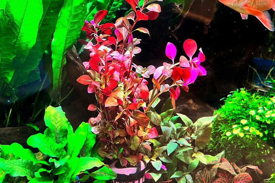 超紅水丁香 Ludwigia palustris ''super red'' - 中後景水草：圖片 2