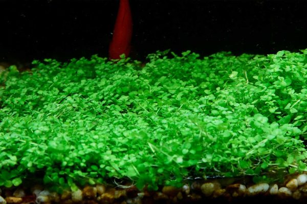 爬地矮珍珠（Hemianthus callitrichoides）