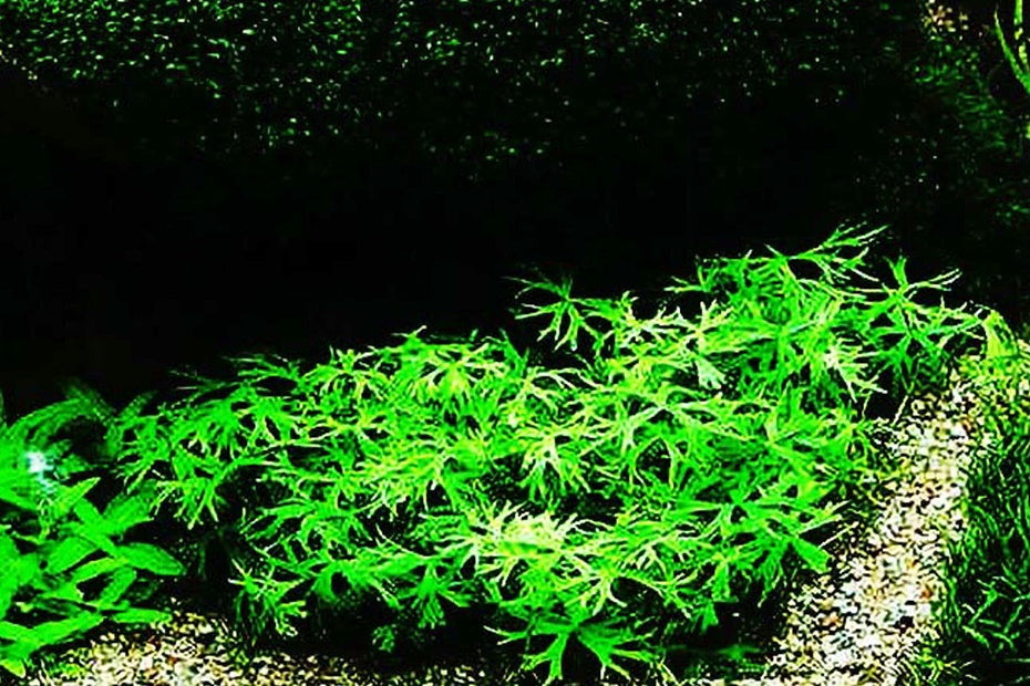 鹿角矮珍珠Ranunculus papulentus var. tropica