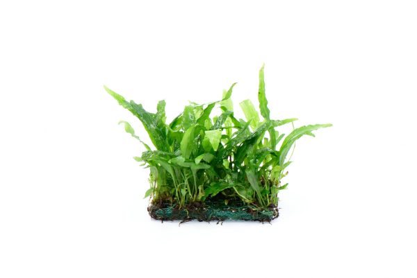 細葉鐵皇冠 Microsorum pteropus 'Narrow':圖片 2