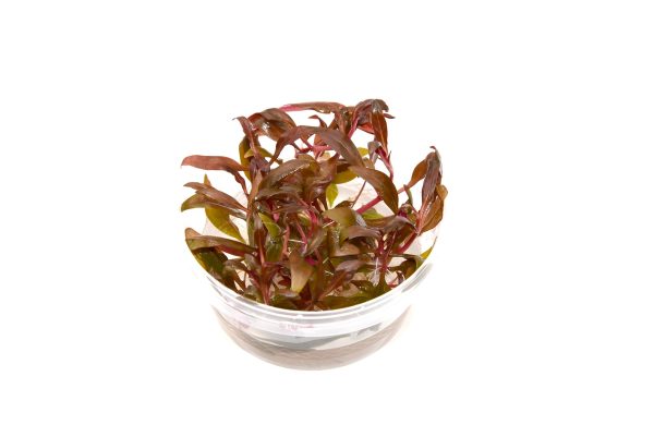 血心蘭 Alternanthera reineckii (無菌)：圖片 2
