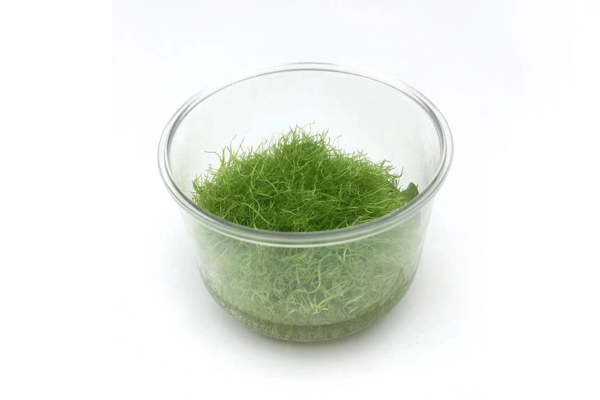 挖耳草 Utricularia bifida L.  (無菌)：圖片 2