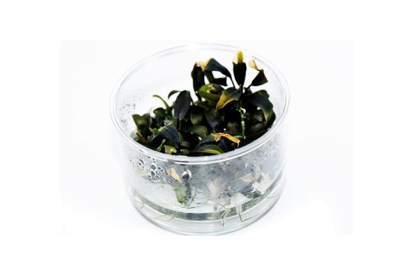 布朗尼 (無菌)：圖片 2