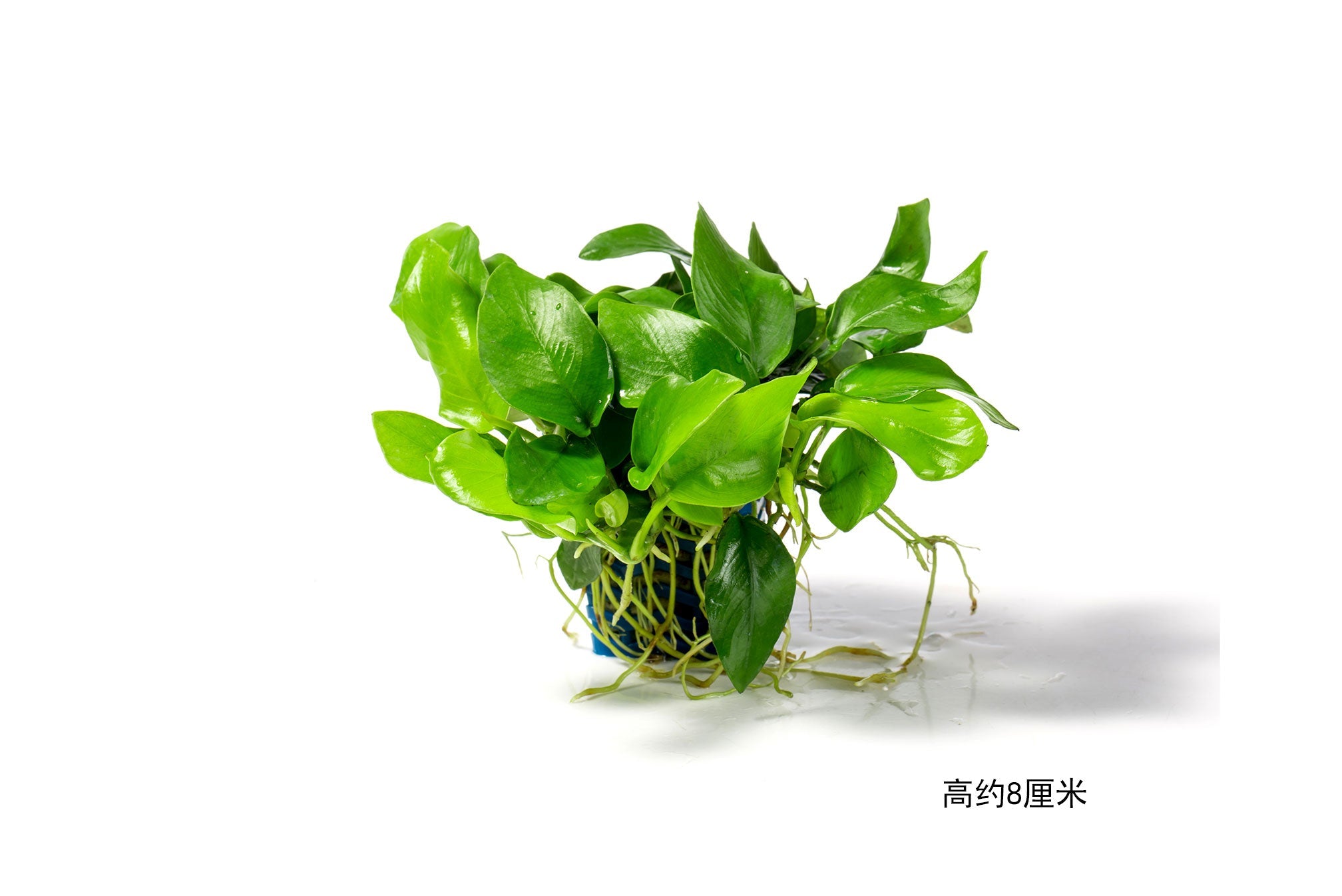 黃金小榕:圖片 2